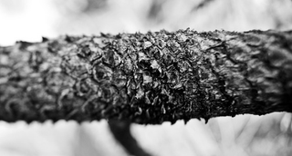 Illustration for article titled Shooting Challenge Freelensing Gallery 2